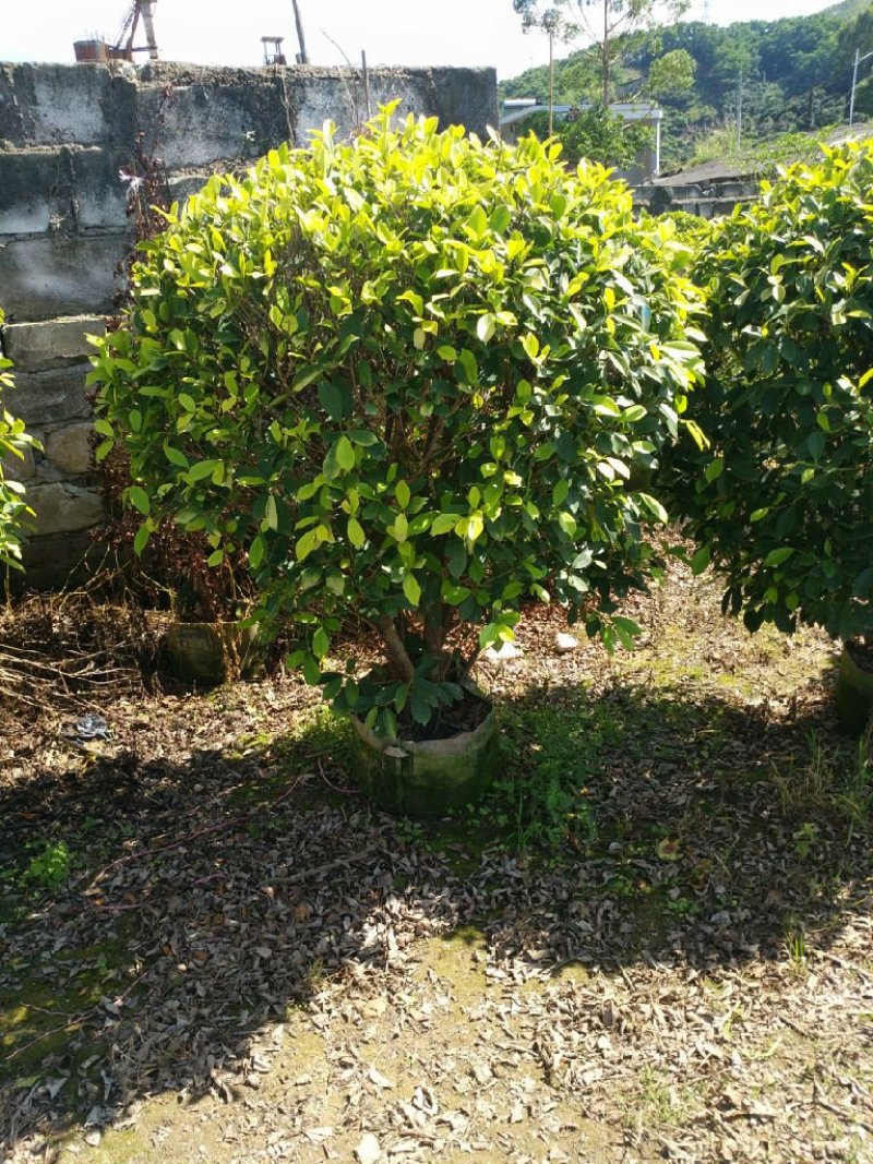 黄金榕球苗圃自销现货特卖