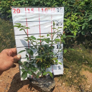 玫瑰优质精品成活率高苗圃直销