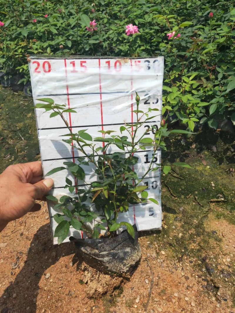 玫瑰优质精品成活率高苗圃直销