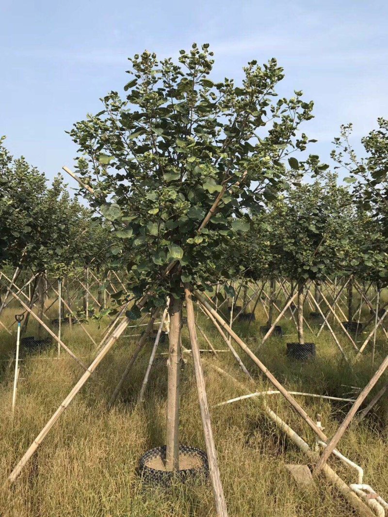 黄瑾基地直销精品特惠批发