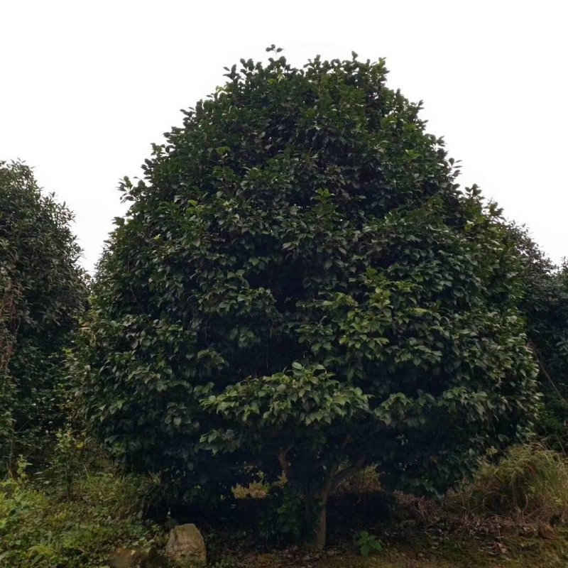 茶花，山茶花，四级茶花，宜宾高县茶花种植基地常年