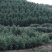 茶花，山茶花，四级茶花，宜宾高县茶花种植基地常年