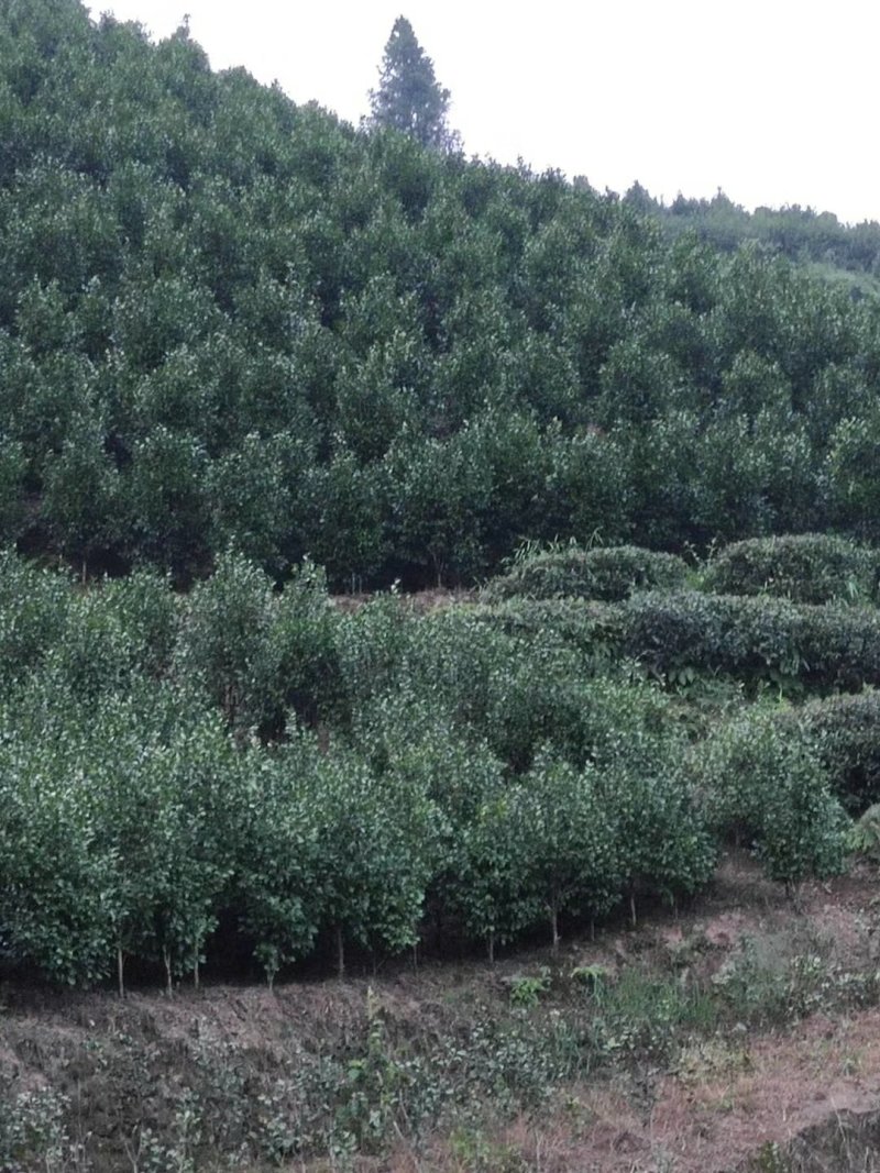 茶花，山茶花，四级茶花，宜宾高县茶花种植基地常年