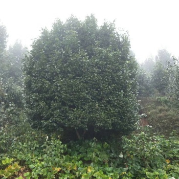 茶花，山茶花，四级茶花，宜宾高县茶花种植基地常年