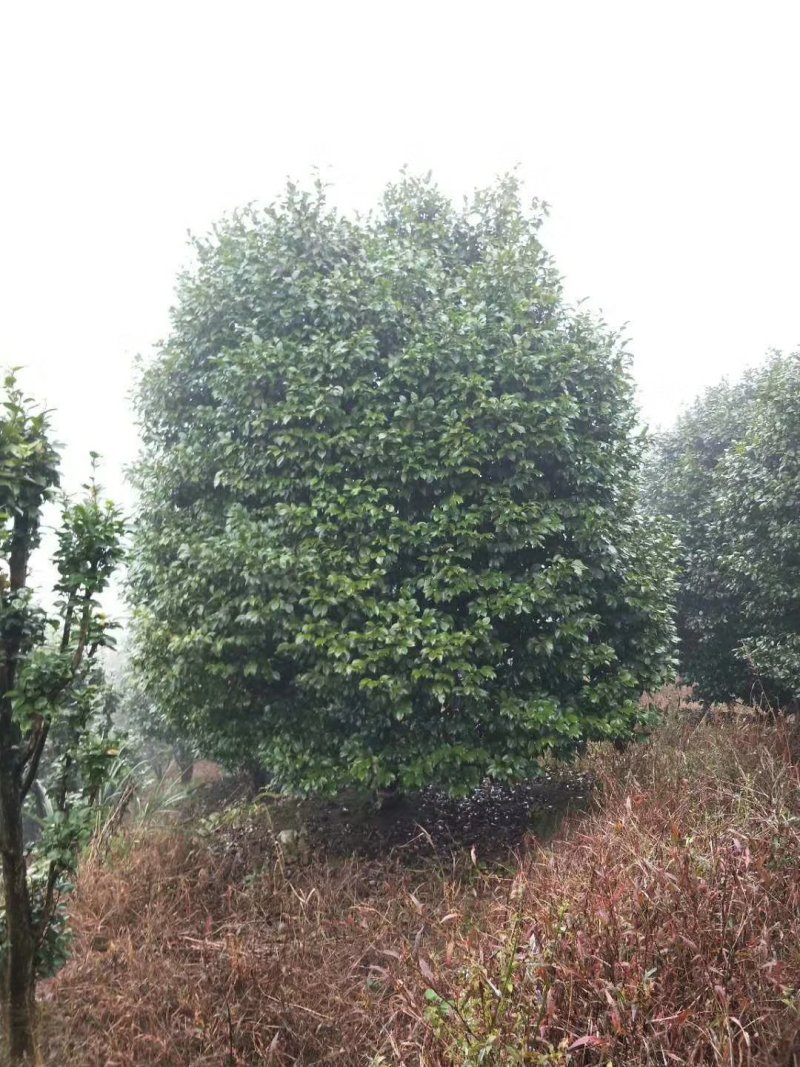 茶花，山茶花，四级茶花，宜宾高县茶花种植基地常年