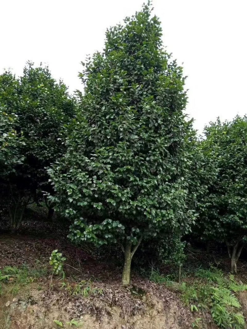 茶花，山茶花，四级茶花，宜宾高县茶花种植基地常年