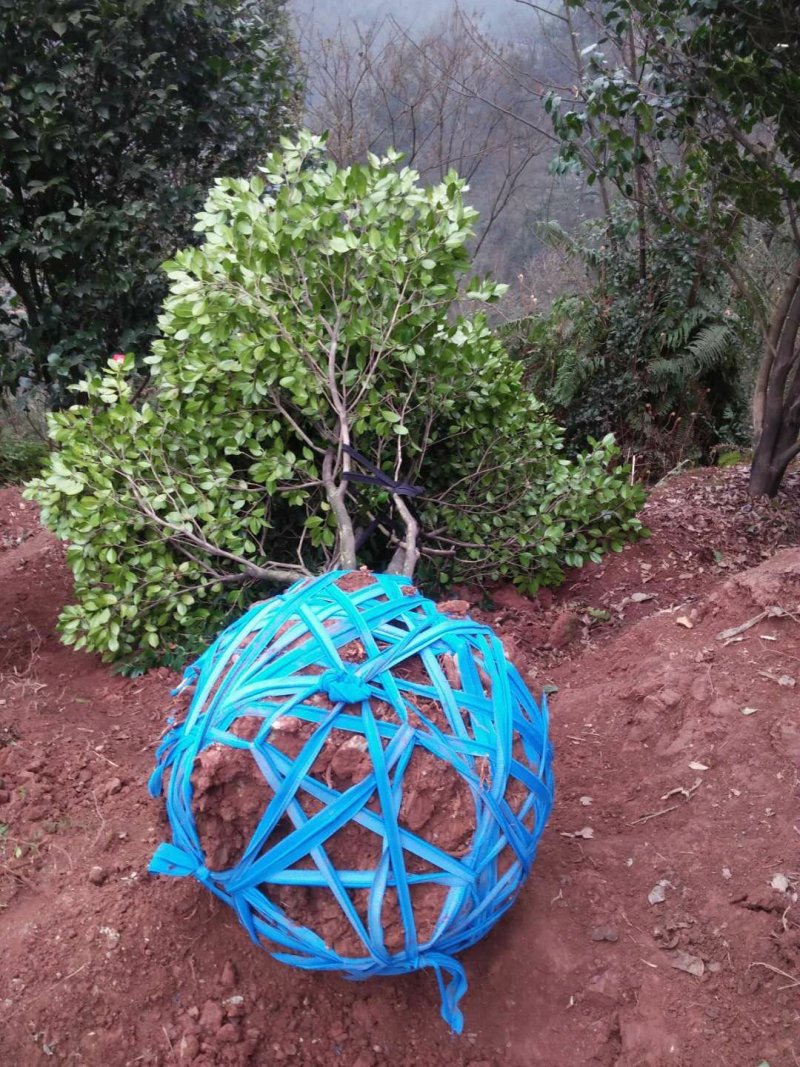 茶花，山茶花，四级茶花，宜宾高县茶花种植基地常年