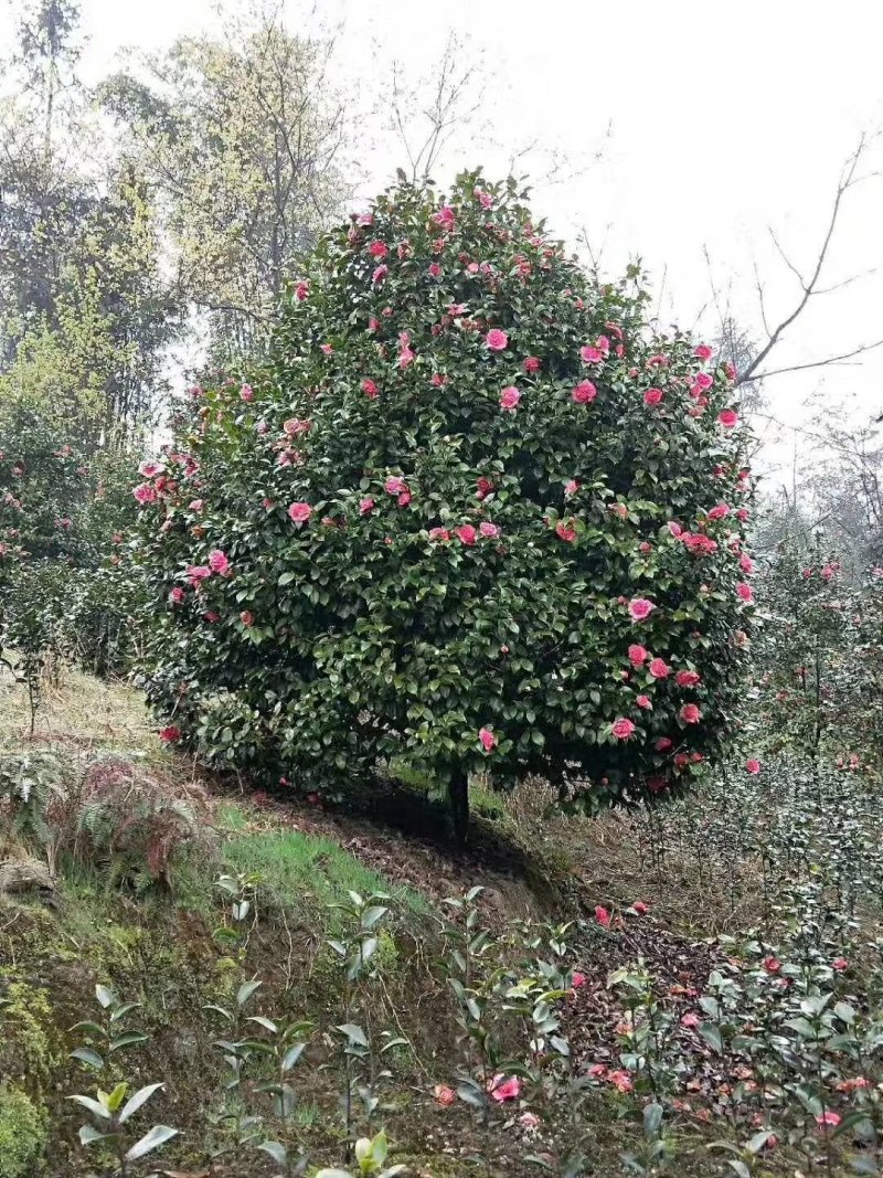 茶花，山茶花，四级茶花，宜宾高县茶花种植基地常年