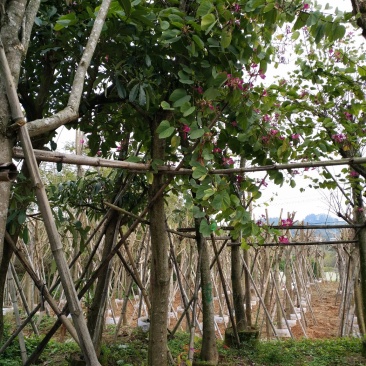 洋紫荆基地直销特惠精品便宜卖
