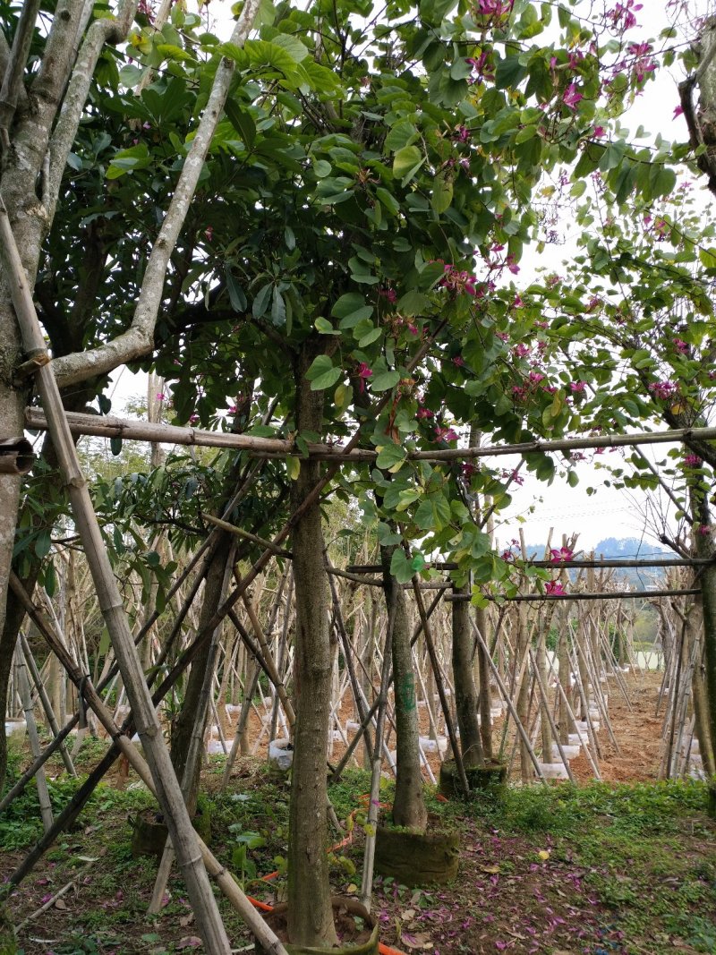 洋紫荆基地直销特惠精品便宜卖