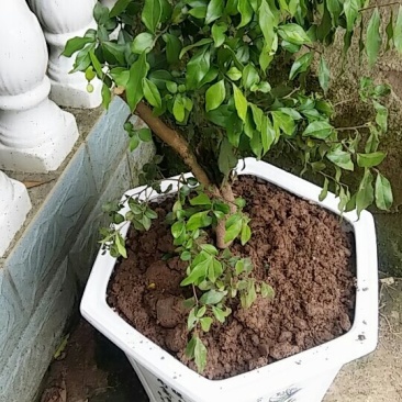 绿植盆栽乌柿，金弹子苗，老桩