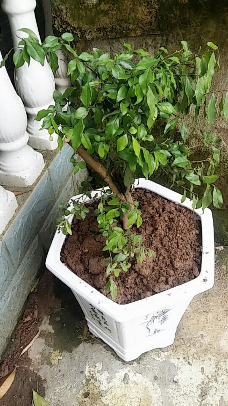 绿植盆栽乌柿，金弹子苗，老桩