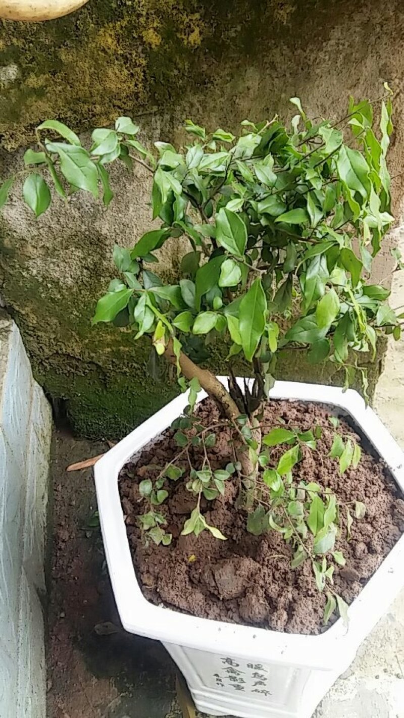 绿植盆栽乌柿，金弹子苗，老桩