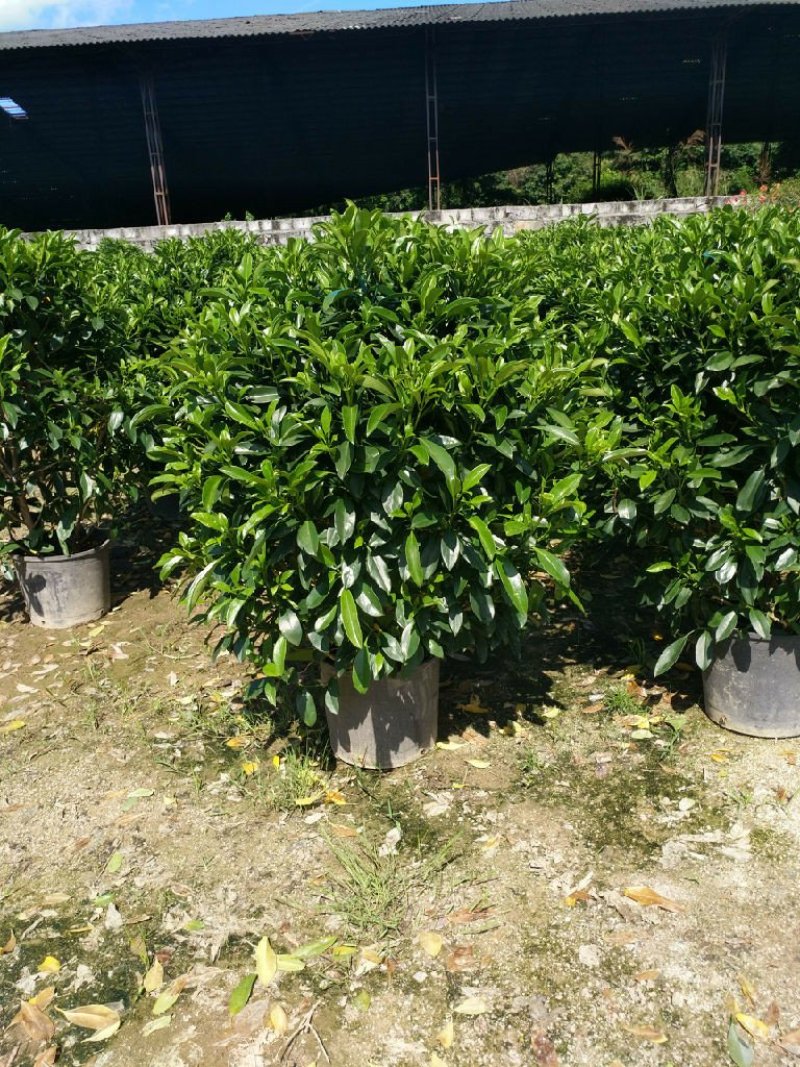非洲茉莉球苗圃直销特惠批发