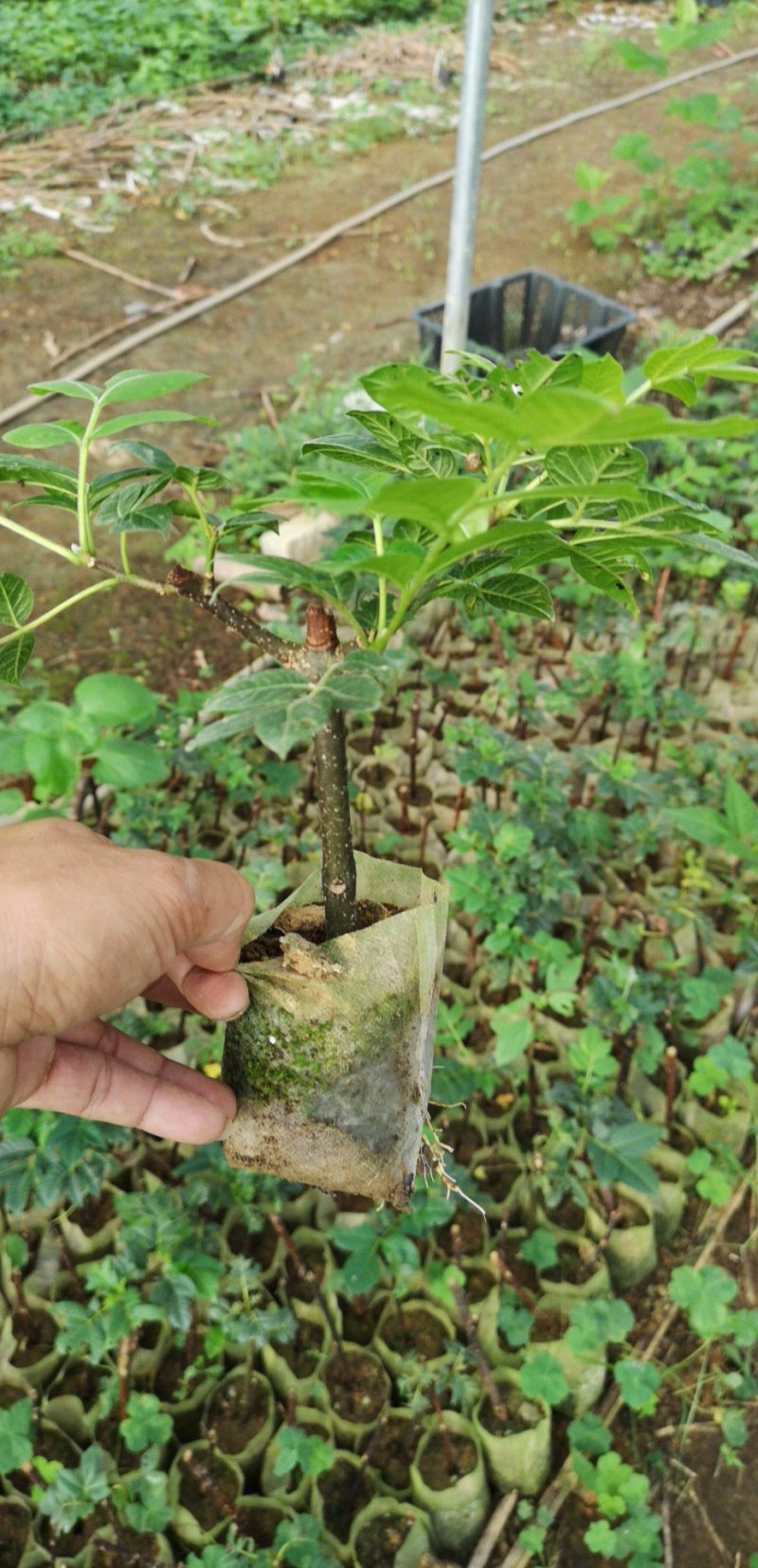 广西中花吴茱萸茶腊