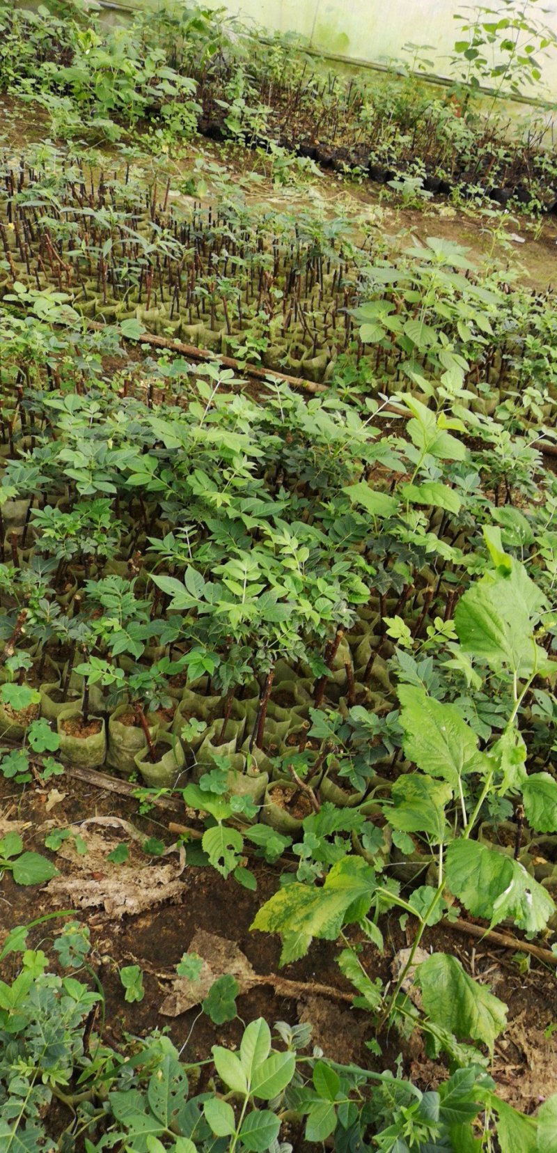 广西中花吴茱萸茶腊