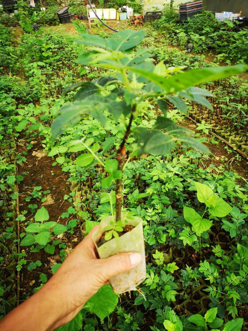 广西中花吴茱萸茶腊