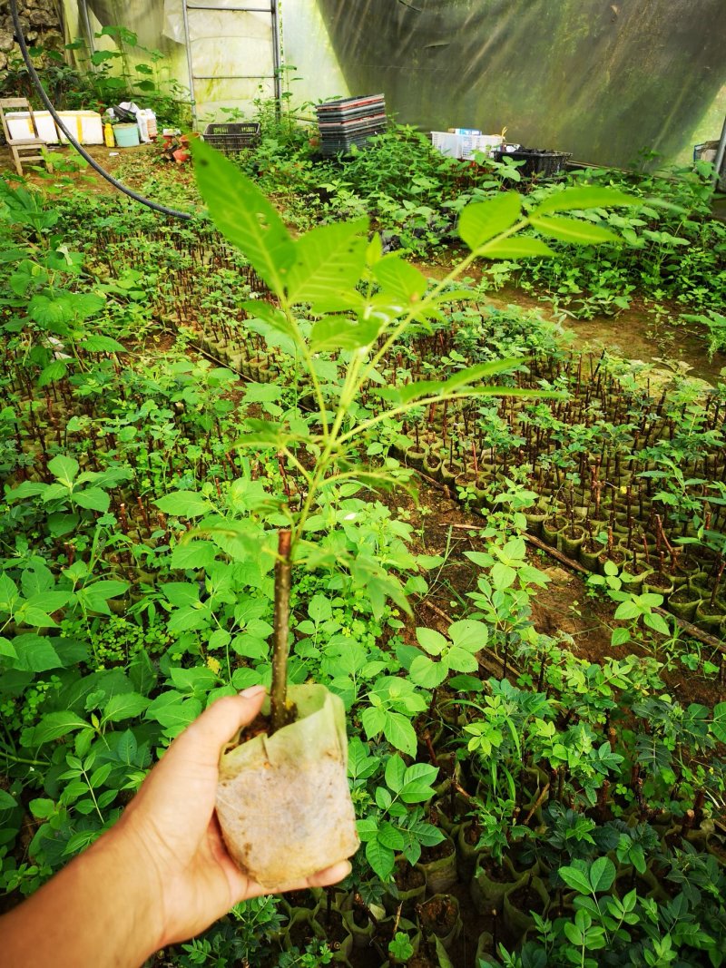 广西中花吴茱萸茶腊