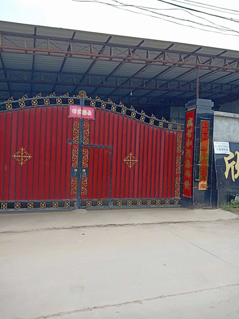 青皇冠梨口感好个头大可供超市市场