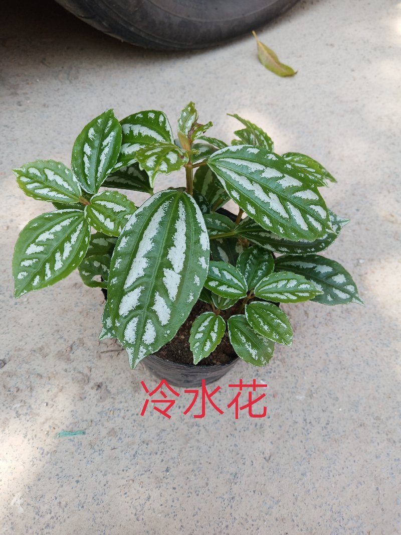 金边吊篮