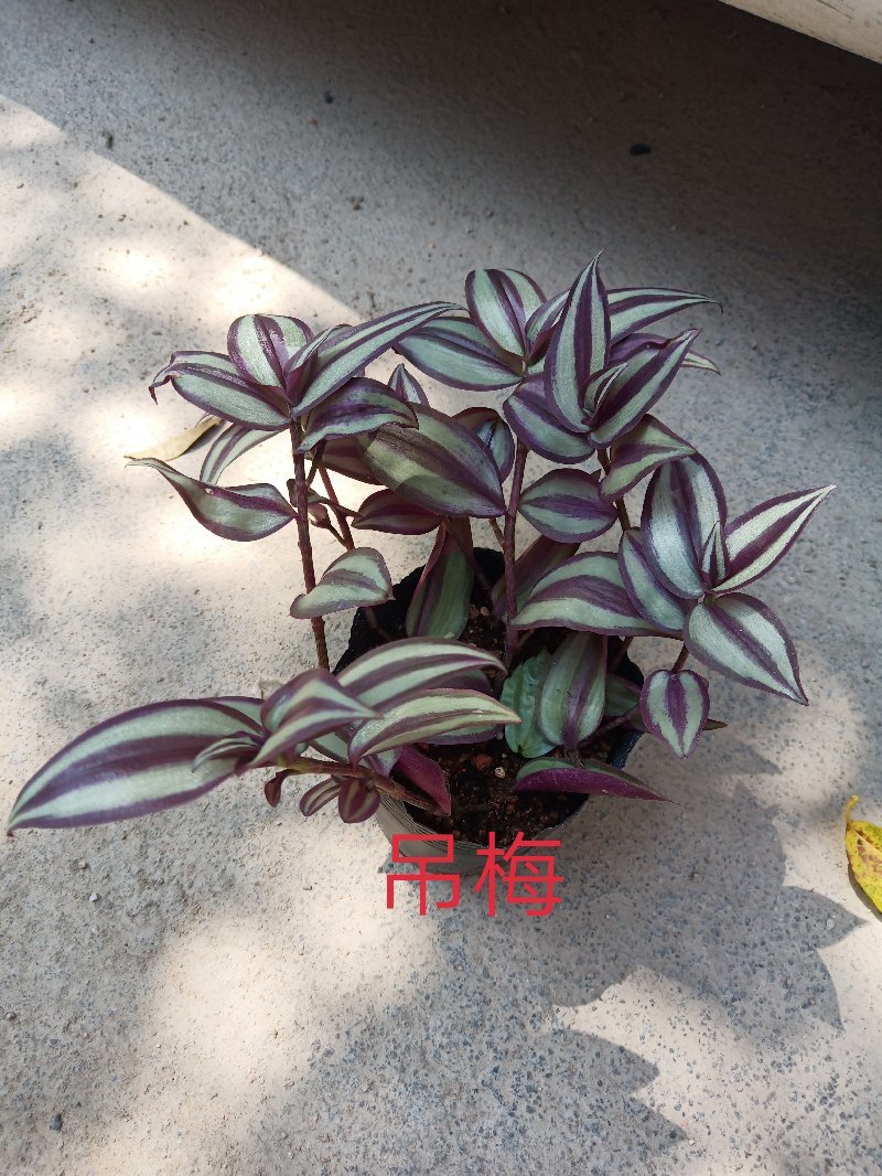 金边吊篮