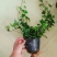 藤本植物常青藤