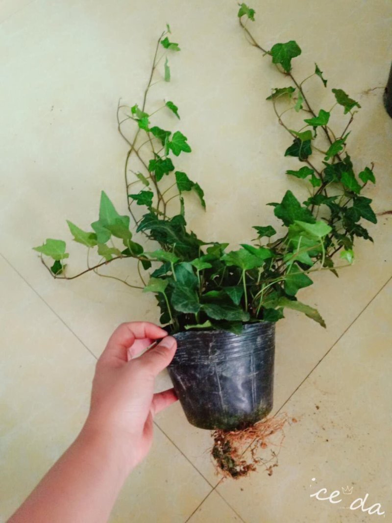 藤本植物常青藤