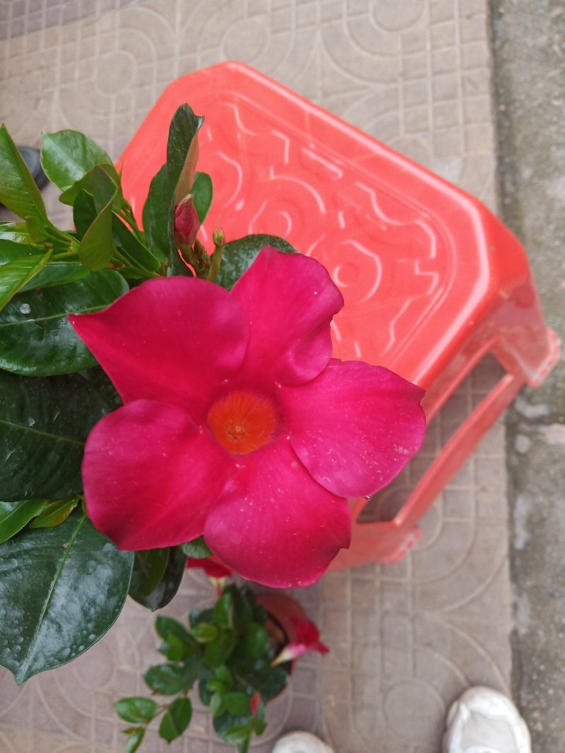 藤本植物常青藤