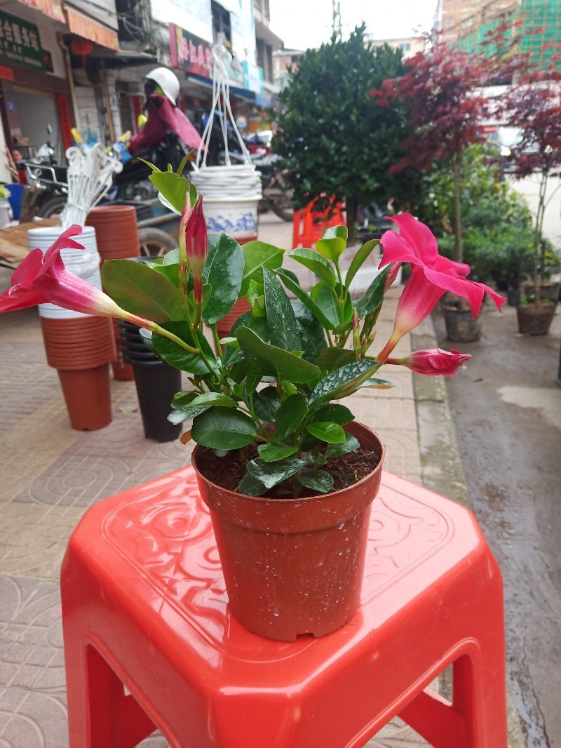 藤本植物常青藤