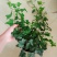 藤本植物常青藤