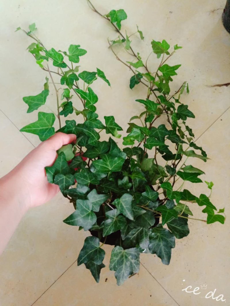 藤本植物常青藤