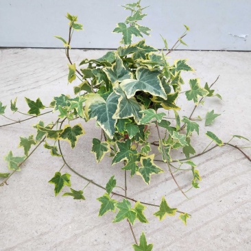 藤本植物常青藤