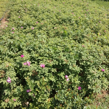 玫瑰花！地栽苗！――60――高！四季飘香！