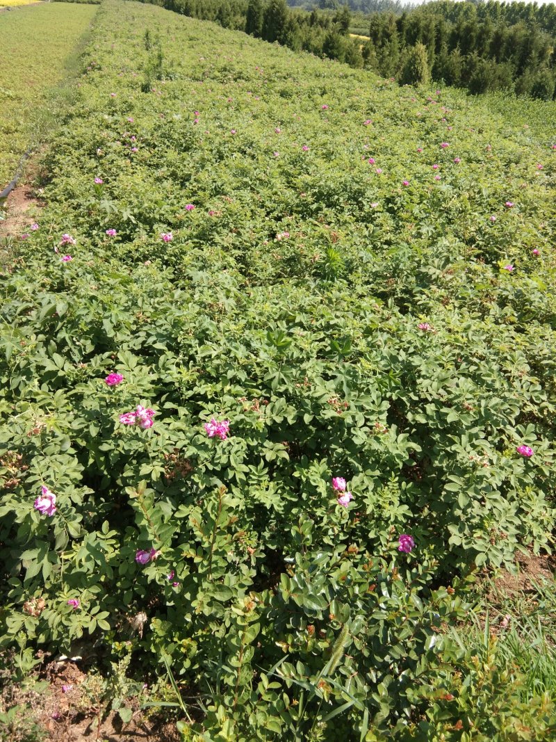 玫瑰花！地栽苗！――60――高！四季飘香！