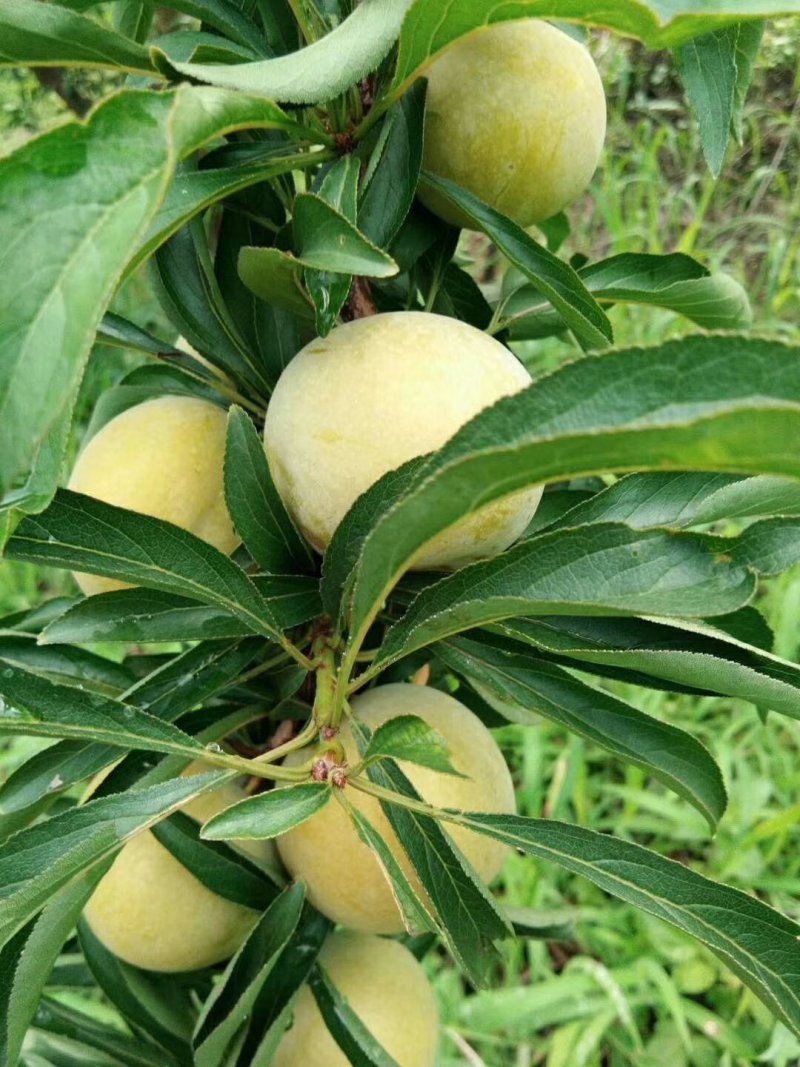 蜂糖李正宗贵州蜂糖李