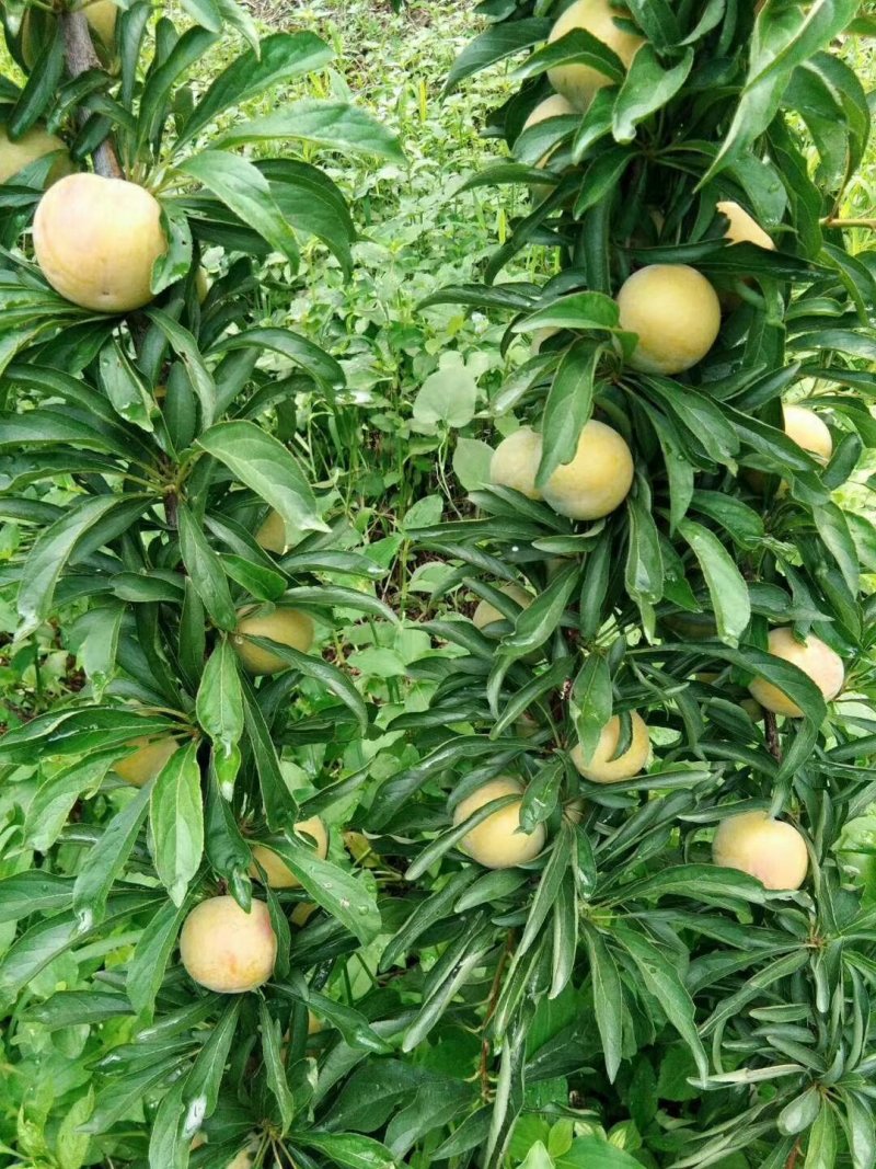 蜂糖李正宗贵州蜂糖李