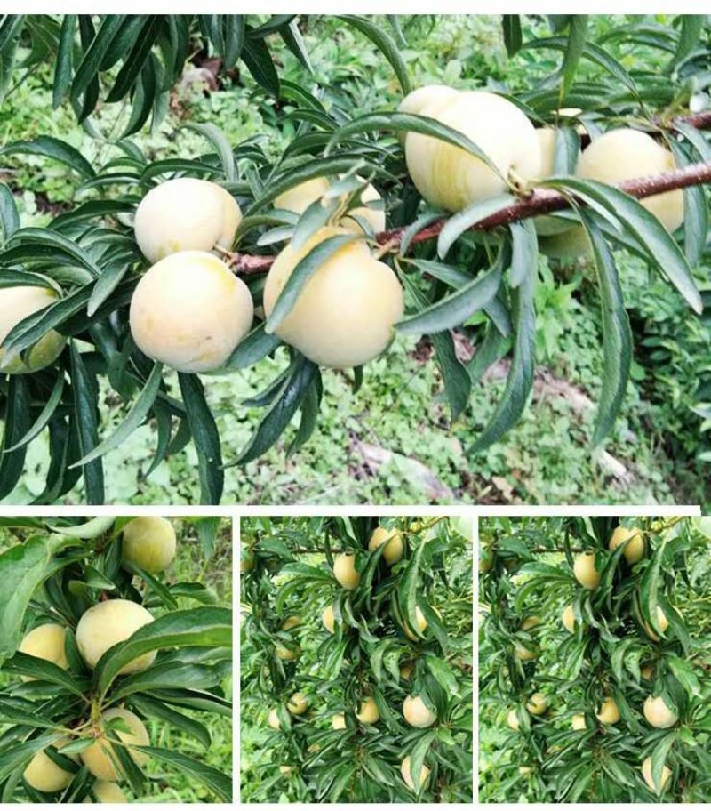 蜂糖李正宗贵州蜂糖李