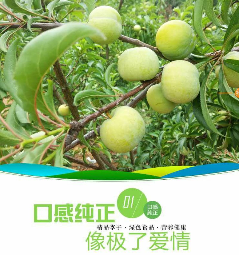 蜂糖李正宗贵州蜂糖李