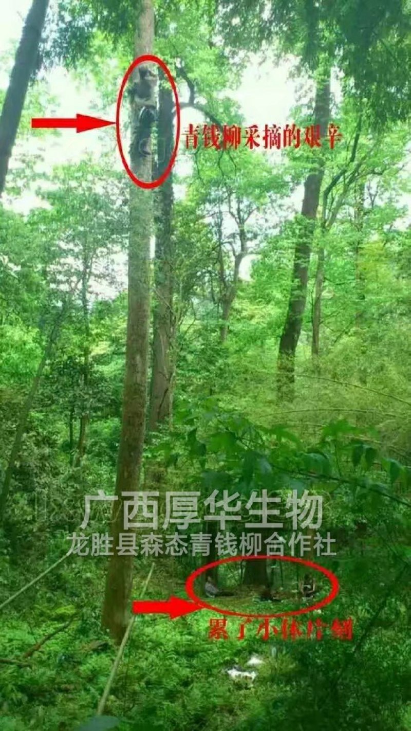 特级精品野生古树茶(简装)批零厂家资历老店