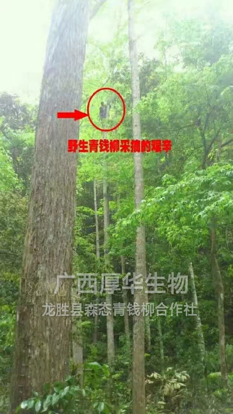 特级精品野生古树茶(简装)批零厂家资历老店