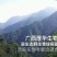 特级精品野生古树茶(简装)批零厂家资历老店