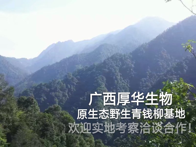 特级精品野生古树茶(简装)批零厂家资历老店
