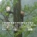 特级精品野生古树茶(简装)批零厂家资历老店