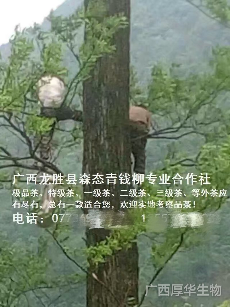 特级精品野生古树茶(简装)批零厂家资历老店