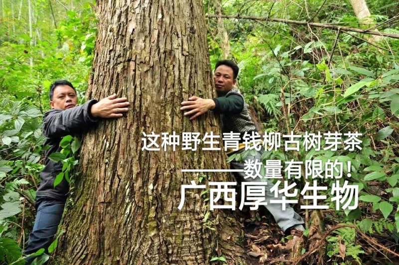特级精品野生古树茶(简装)批零厂家资历老店