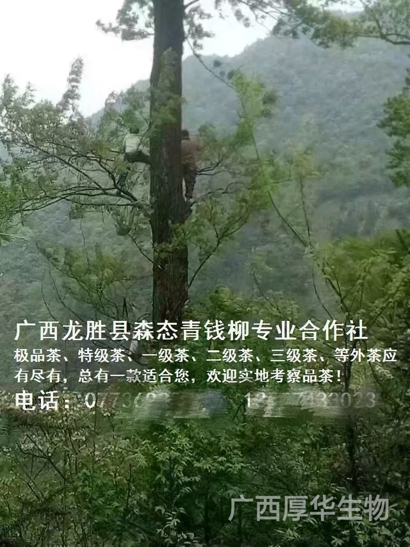 特级精品野生古树茶(简装)批零厂家资历老店