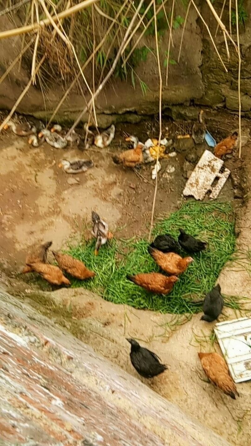 散养土鸡主食喂的玉米麦麸竹粉青草