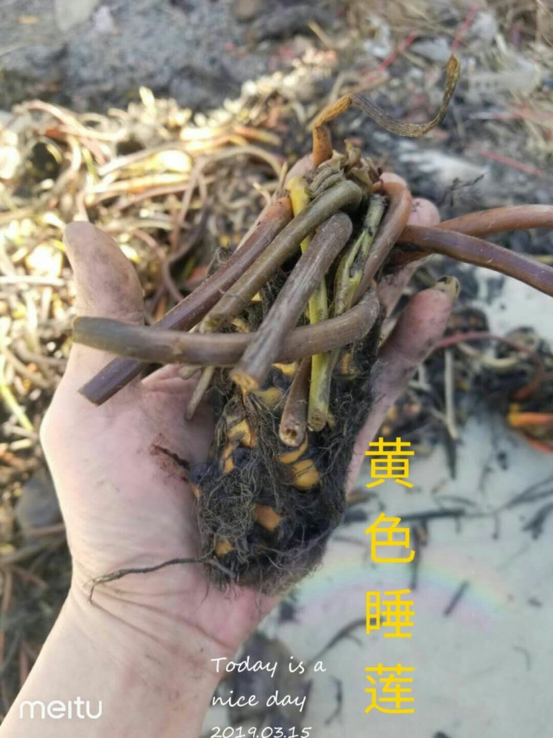 睡莲苗，红白黄粉四个颜色混合发货，易发芽，见水就活