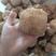 振兴药材批发供应猴头菇规格齐全产地直供一手货源全国发货