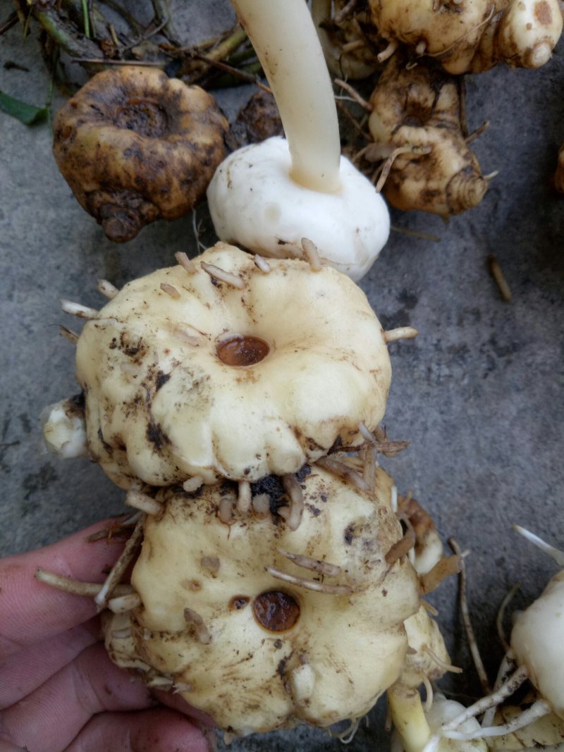黄精
